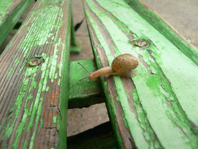Caracol