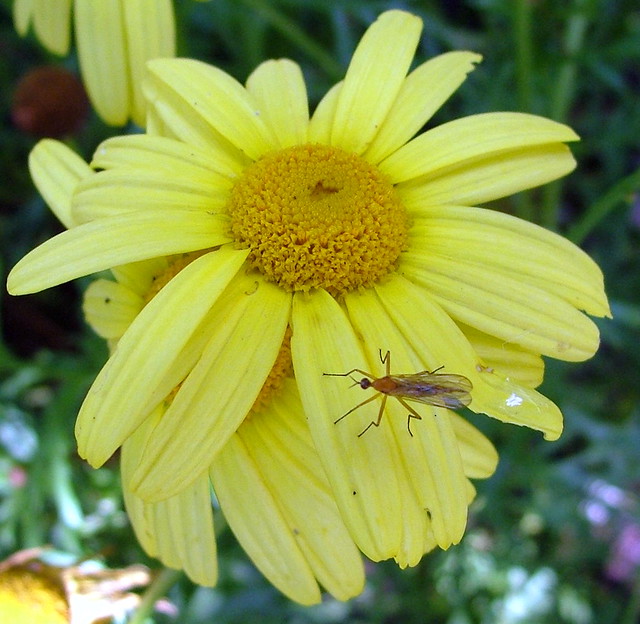 Flower and Bug - Barbatre - Isle de Batz - July 2006