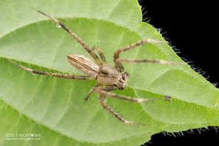 Orb weaver spider (cf. Eustala sp.) - DSC_7223