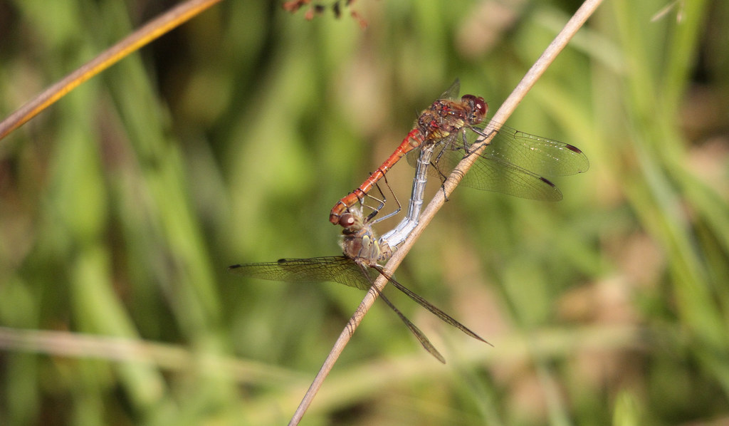 Common Darters in a mating embrace