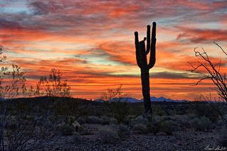 Sonoran Desert Sunrise