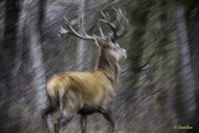 King Deer running away after all the herd is in safe