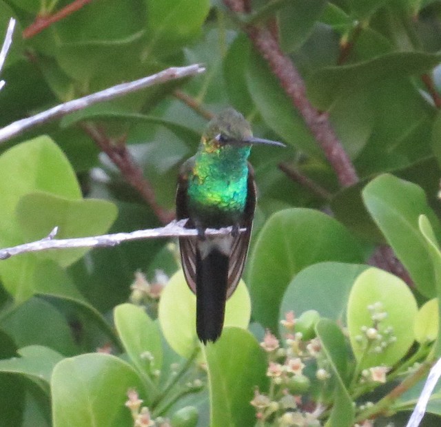 Cuban Emerald Hummingbird 3