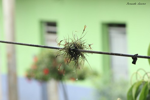 plantaaerea vegetal quillabamba flora cusco peru tropical cable