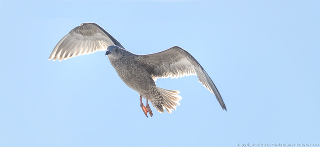 Sidelit Seagull