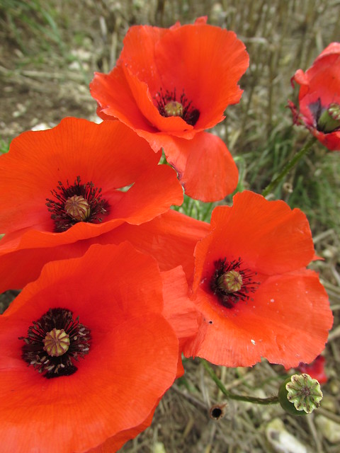 August 29, 2015: Lewes to Seaford South Downs poppies