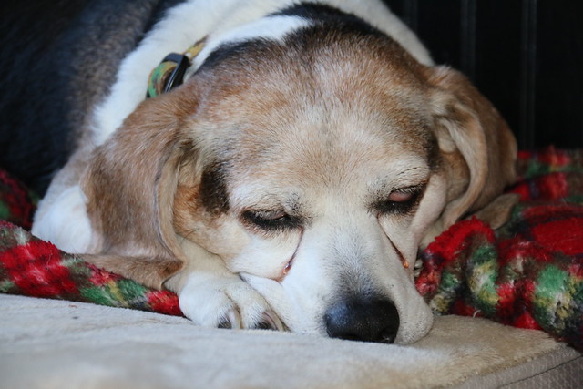204/365/3126 (January 1, 2017) - Flappy the Tired Beagle on New Year's Day