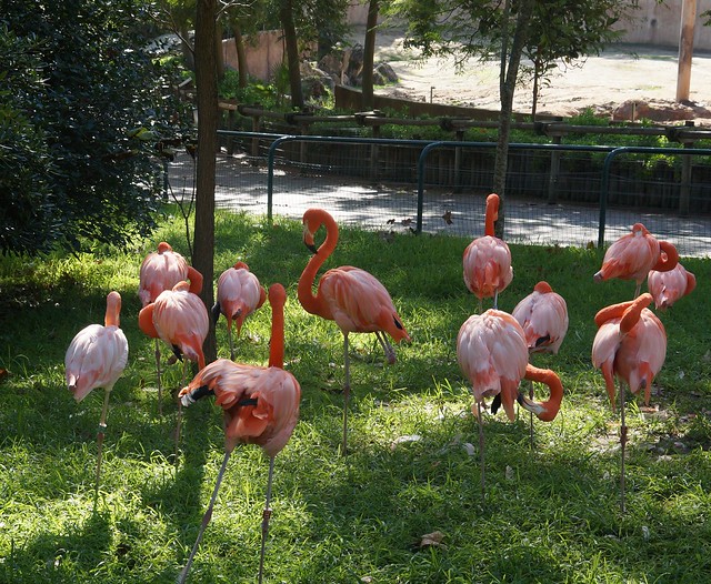 Flamingos, Zoo de Lisboa