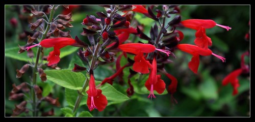 Salvia - les floraisons du moment- 2012- 2013 21925707343_b7e88b9557
