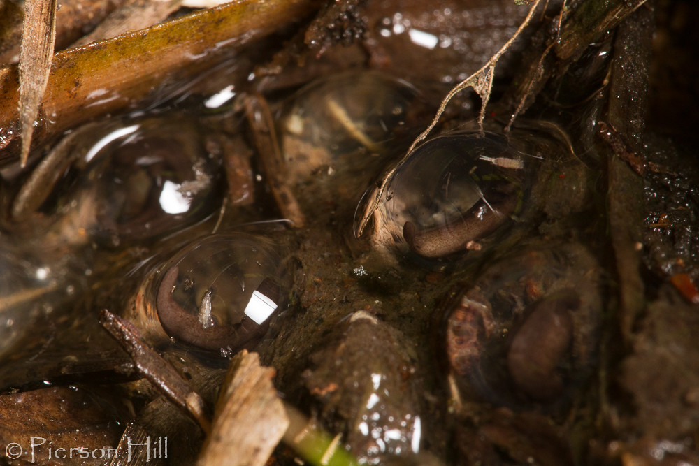 Eggs of the Frosted Flatwoods Salamander (Ambystoma cingulatum)