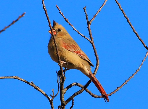county female cardinal reis iowa larry marsh northern winneshiek