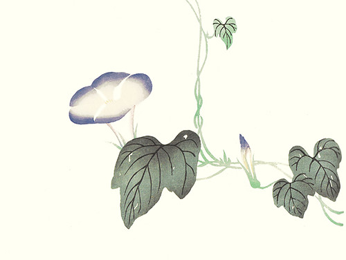 Japanese morning glory | by Japanese Flower and Bird Art