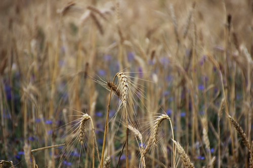 Wheat | by marinela 2008