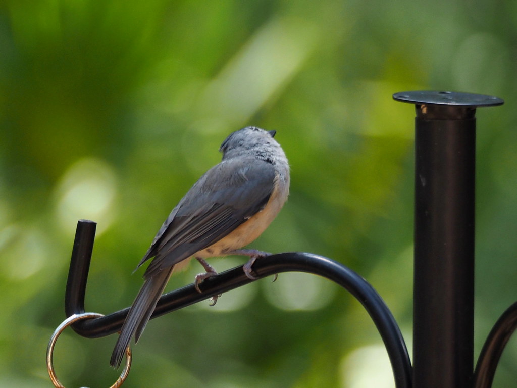 Tufted Titmouse | OLYMPUS DIGITAL CAMERA | carlinsc | Flickr