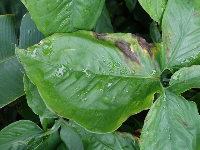 Syngonium auritum: Bacterial leaf blight