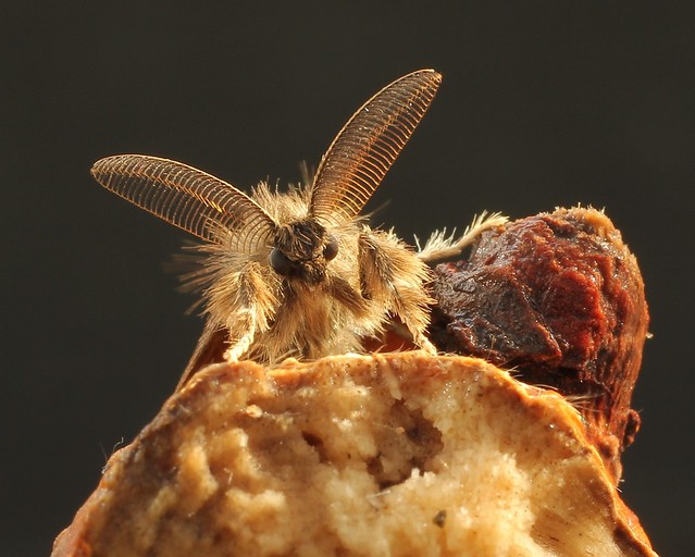 Vapourer moth - Orgyia antiqua.
