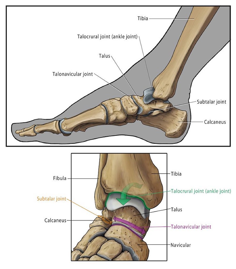 Голеностопный сустав левой ноги. Гольностопсустав анатомия строение. Латеральная лодыжка голеностопного сустава. Строение голеностопа и стопы. Анатомия голеностопного сустава и стопы.