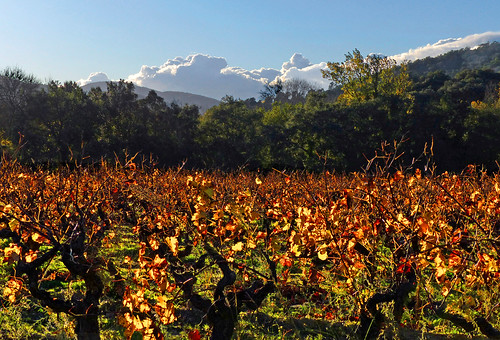 france automne vineyard fallcolors vignes var lamole