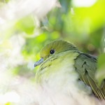 White-bellied green-pigeon 2015-12-19 13-30-55