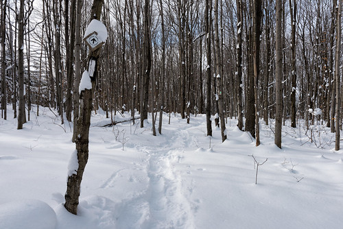 duntroon ontario canada ca bruce hiking trail landscape nature nottawasaga bluffs conservation area winter snow
