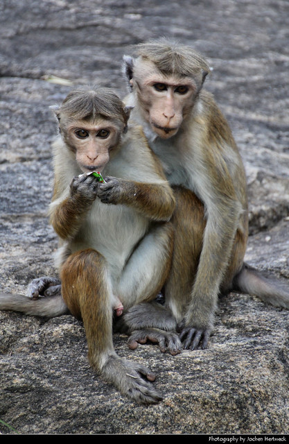 Macaques, Dambulla, Sri Lanka