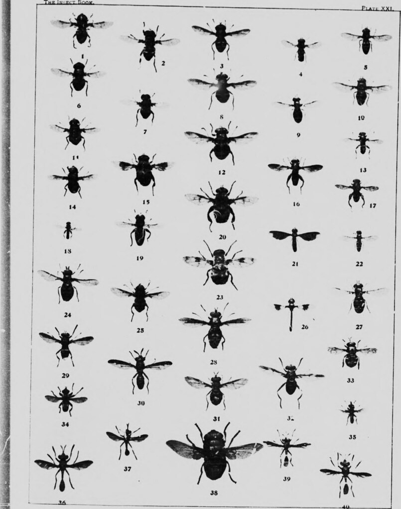 U Form Insect Image from page 302 of