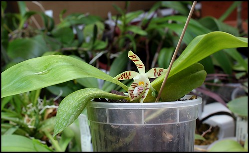 Phalaenopsis sumatrana (= P. zebrina) 20681659313_e69d2d5ec2