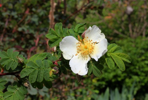 Rosa sericea f. Pteracantha  = subp. omeiensis forme Pteracantha  21982970662_96d675a43c