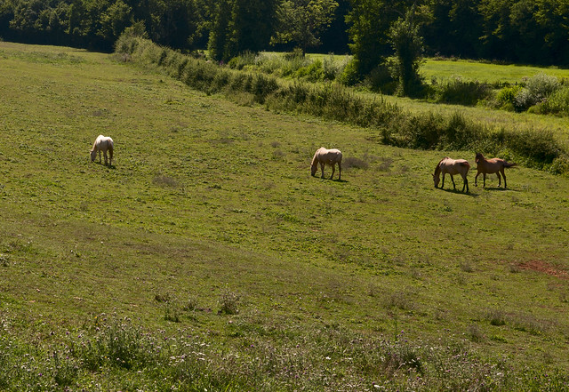 Changy-Tourny, Frankrijk, Bourgondië, Charollais, weiland langs beek met paarden