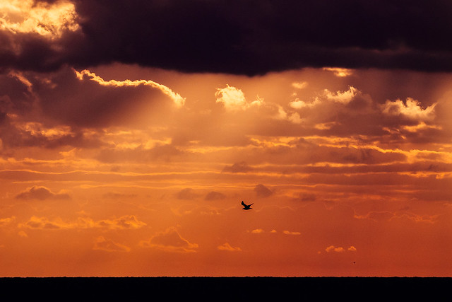 Seagull in sunset