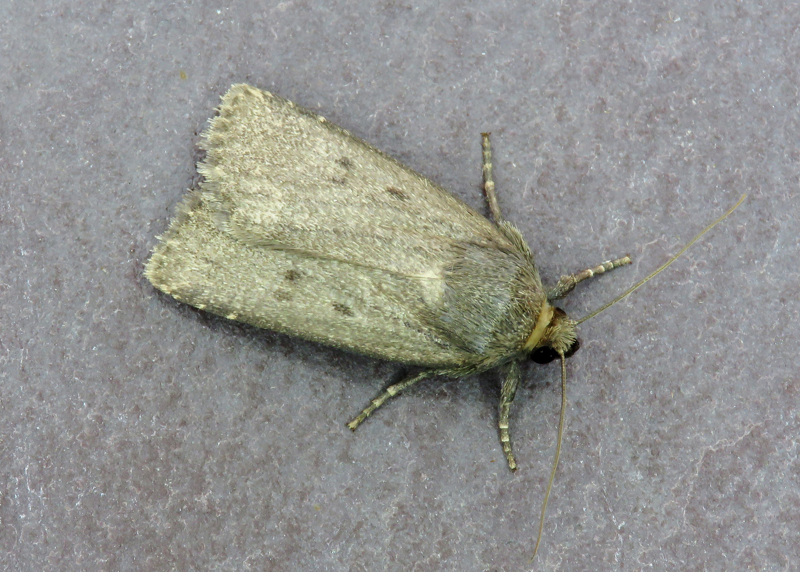 73.064 Mouse Moth - Amphipyra tragopoginis