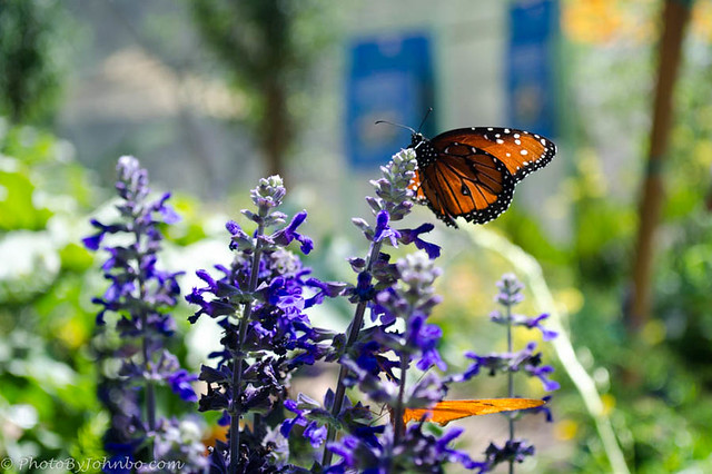 Inside_Butterfly_Garden