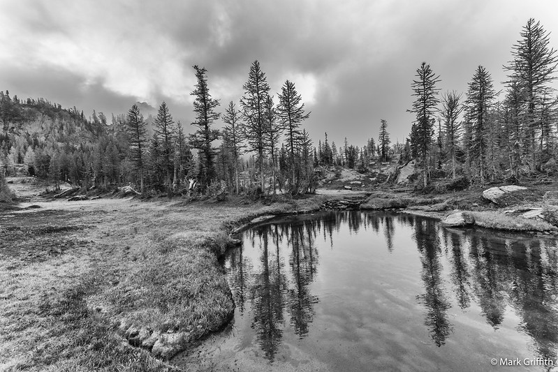 The Land of Larch