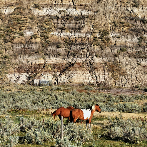 ranch county horse canada grass rural landscape countryside weed post farm erosion drumheller alberta badlands shrub 2008 rosedale coalseam reddeerrivervalley nikond300 edk7 rosebudrivervalley nikonnikkor18200mm13556gedifafsvrdx