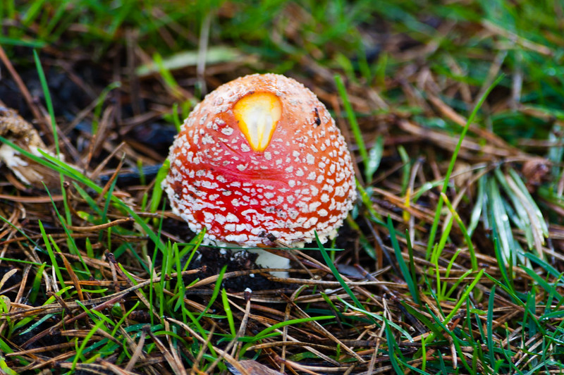Fly agaric under Scots pine