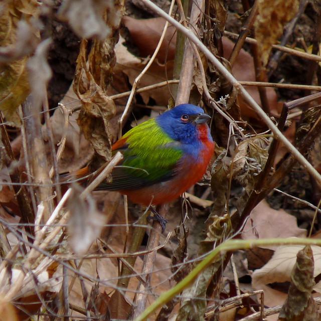 Painted Bunting at Prospect Park