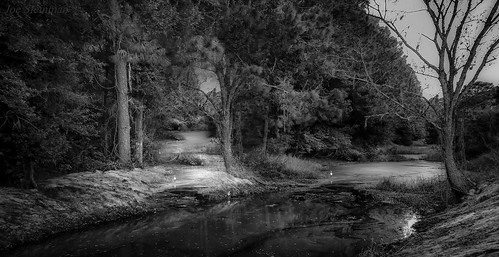 landscape river ducks