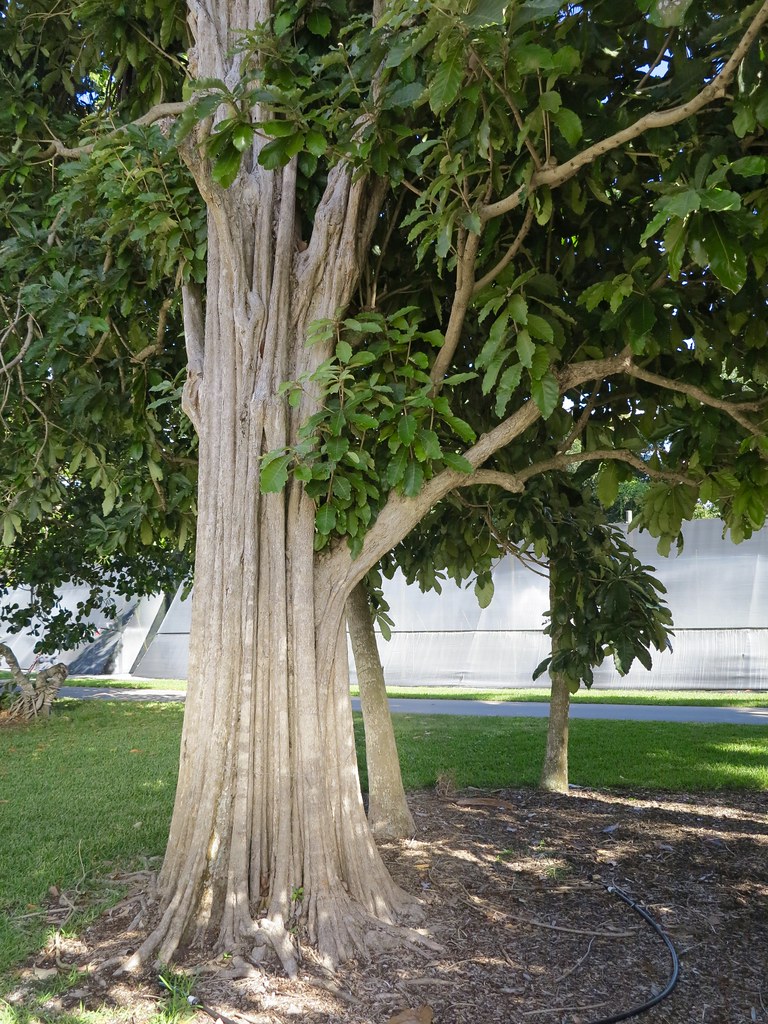 Msolo Tree Synsepalum msolo | Montgomery Botanical Center in Miami, Flo… | Kyle ...