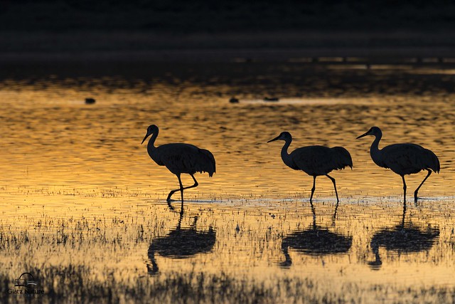 Sandhill Cranes On Golden Pond