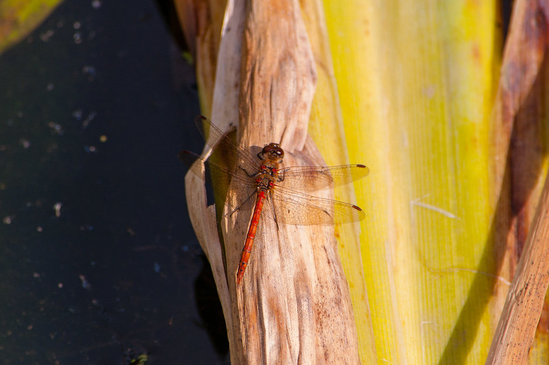 Common darter landing on floating bullrush