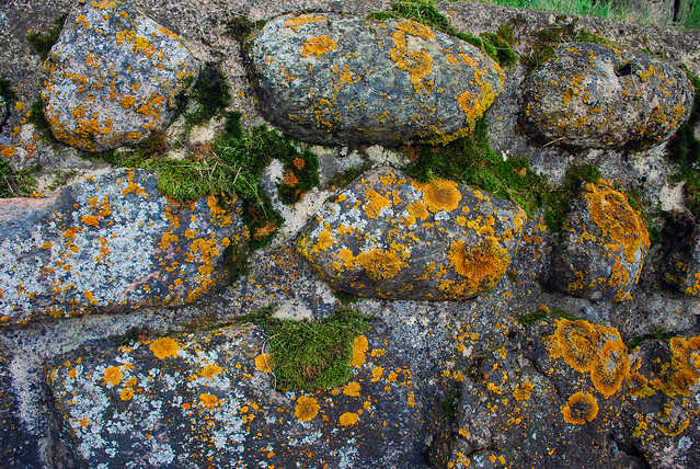 Stones, Moss And Lichen