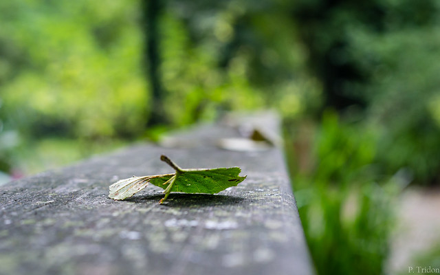 Lonely leaf on a wooden ramp