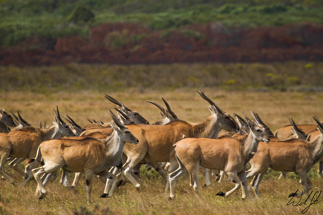 Eland- De Hoop Nature Reserve, South Africa