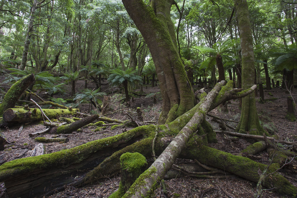 pennance-grove-monga-national-park-nsw-david-burke-flickr
