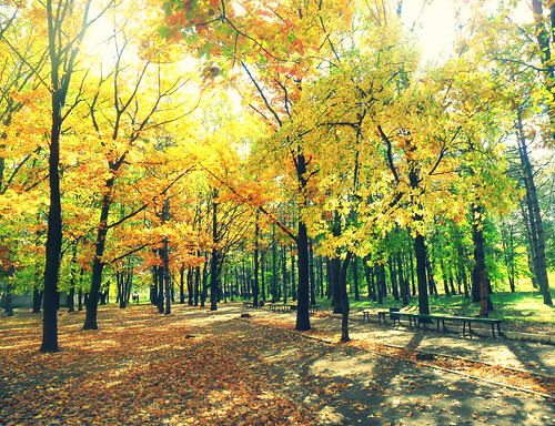 park autumn fall colors beautiful leaves colorful view moldova iloveautumn ungheni soulseason