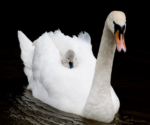 Ride a white swan