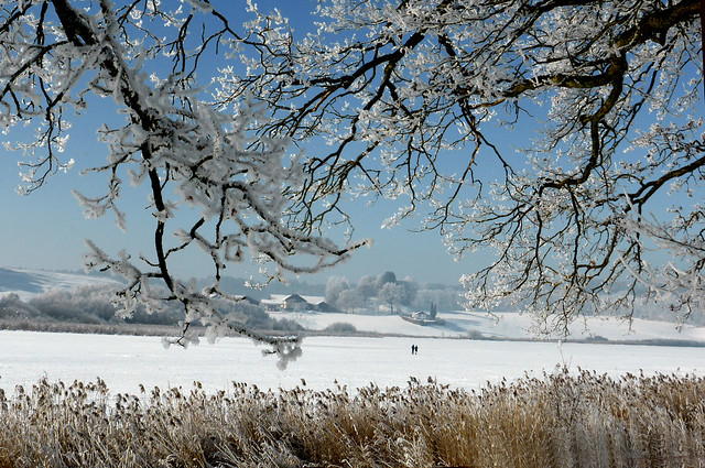 snow blossoms