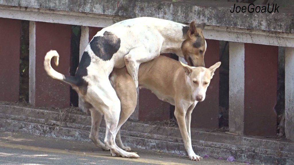 Dogs mating 