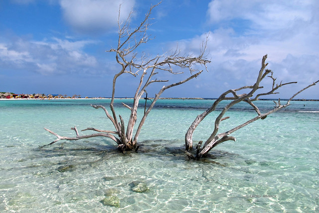 Dead Trees in the Ocean-Baby Beach-Aruba 5577