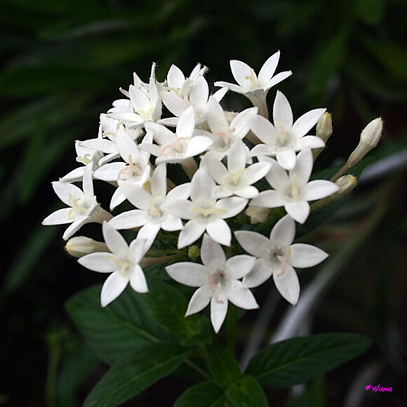 草山丹花 Pentas Lanceolata ペンタスの花言葉は 希望は実現する 鮮やかな行動 輝く個性 だ Flickr